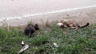 Cat butyfull 2