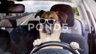 Dog-Driving-car-Highway