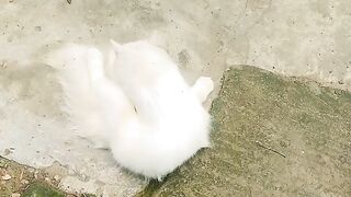 When the cat plays with the shoe