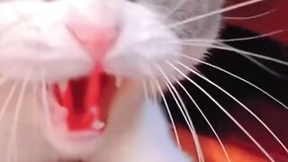Viral cat funny mood pawfect place2024