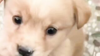 The little dog was abandoned and Bullied in snowy field