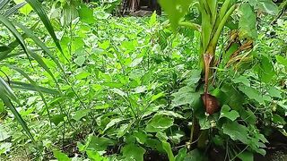 সুমাইয়া আক্তার