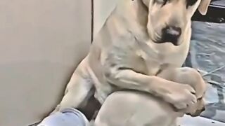 Momy Dog Protect her Little One!!!