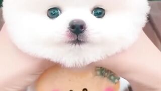 Cute Dog 13