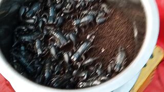 এই প্রাণীটি দেখতে কেমন