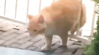 ফানি কেট ভিডিও