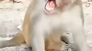 Funny video