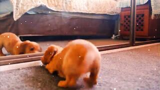 Whiskers & Wagging Tails: A Comedy of Cats and Dogs