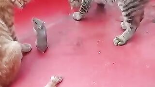 Funny video
