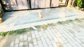 CAT LOVER????????