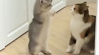 Funny cat video 42