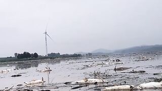 ???????????? River Condition | fish dead in river