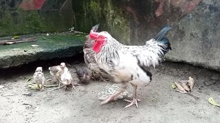The chickens look so beautiful. They are eating together