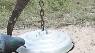 Really_Good_Quails_Pigeon_Trap????