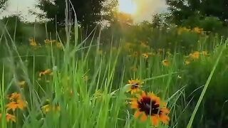 Beautiful Nature 17