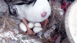 Ternyata seperti ini angsa kalau lagi bertelur