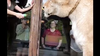 Tiger attack 2