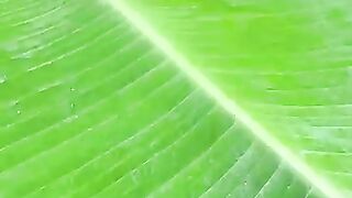 Banana leaf Halwa