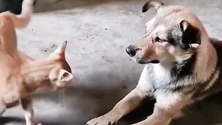 Tik Tok Viral Video 3
