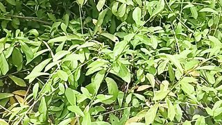 নীল আকাশের প্রকৃতি
