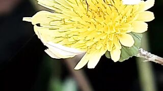 A wild bee on a hill station flower