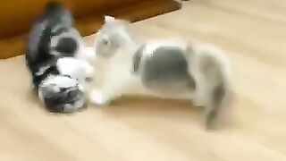 Cuteness over loaded ????