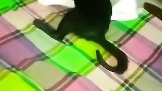 cats party