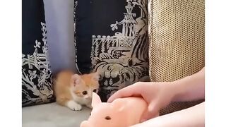 Try not to laugh challenge ????????????????