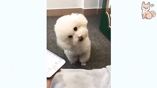 funny dog videos 3