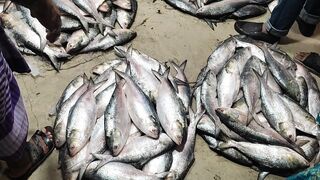 Hilsha fish