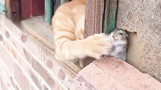 Cat and rat 2