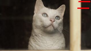 I LovE Cat