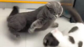 Funniest cats 2024.????????!!