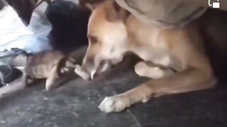 A tortoise disturbing a hungry dog