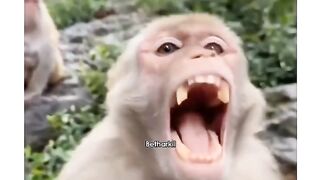 Funny Monkey disappointed