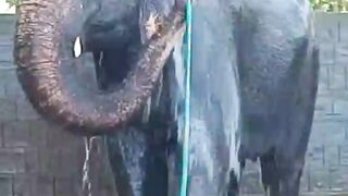 clever the elephant is bathing itself
