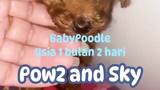 Baby Poodle