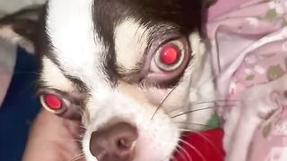 My Cihuahua