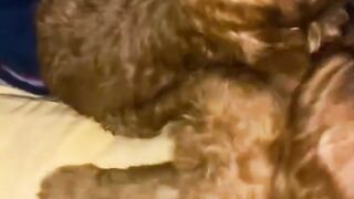 Baby Poodle 2