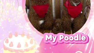 My Dog Birthday