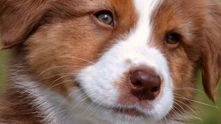 When dogs attacks, Cuando los perros atacan