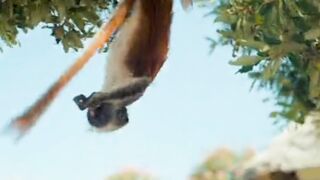 monkeys playing on the tree,