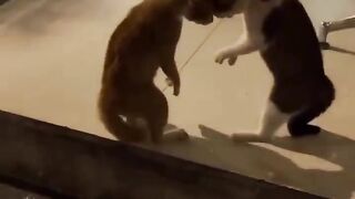 Best Crazy Cats????Funny Fail ops Moments Viral Clips #shorts ????||. #trending #animals #funny #reels