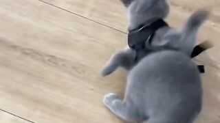 Try not to laugh ???? boss