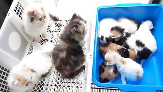 Hasil_mbabu_kucing_irung cute babs of cat