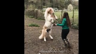 Cute And funny horse Videos Compilation cute moment of the horses Cutest Horse #15