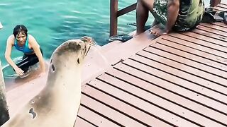Wonderful animals see it