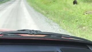 Watch how bear hunting young deer