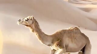 الجمل سفينة الصحراء