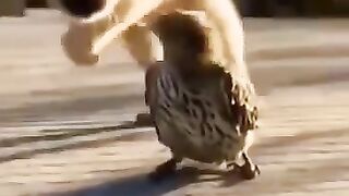 Animal Funny Fight